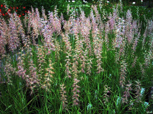 Vivers Càrex - Pennisetum orientale